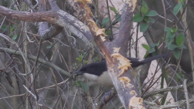 Southern Boubou - ML201114201