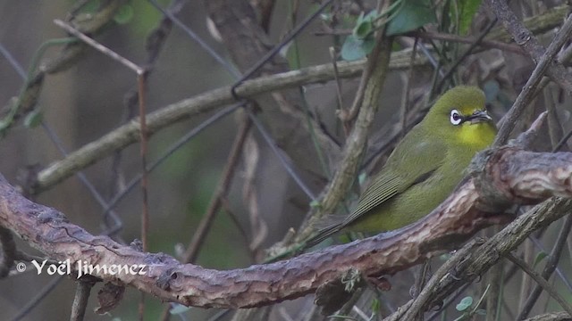Kapbrillenvogel (virens) - ML201114211