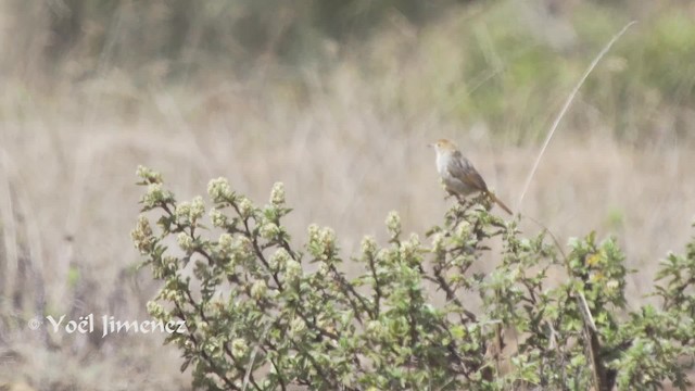 Wailing Cisticola (Wailing) - ML201114301