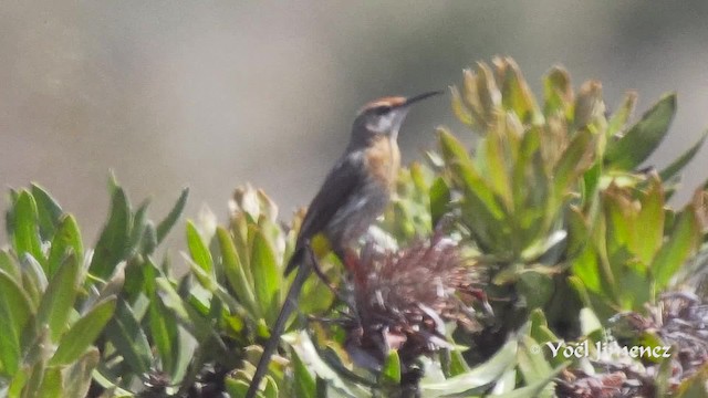 Natalhonigvogel - ML201114321