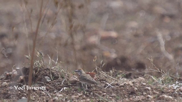 Red-capped Lark - ML201114361