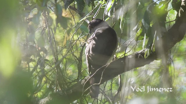 African Goshawk (Southern) - ML201114431