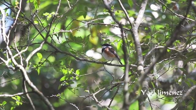 Cape Batis (Gray-mantled) - ML201114441