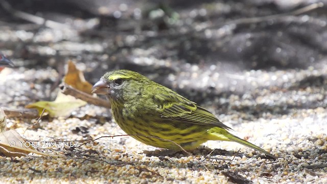 Forest Canary - ML201114491