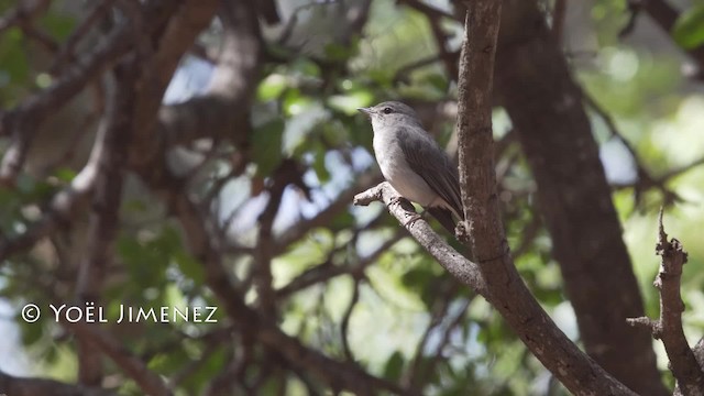 Ashy Flycatcher - ML201114541