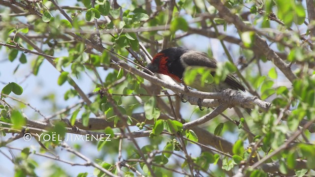 Black-collared Barbet - ML201114561