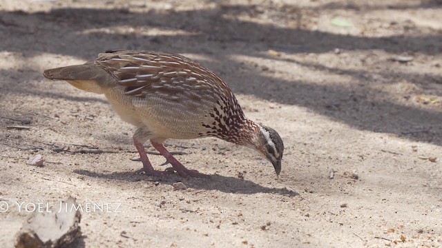 Crested Francolin (Crested) - ML201114571