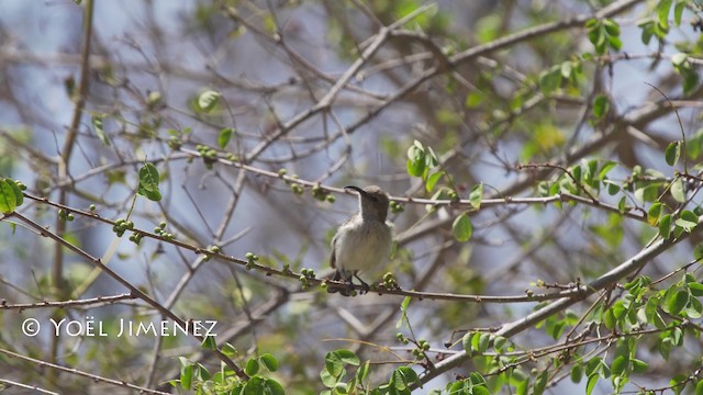 ヒガシニシキタイヨウチョウ - ML201114591