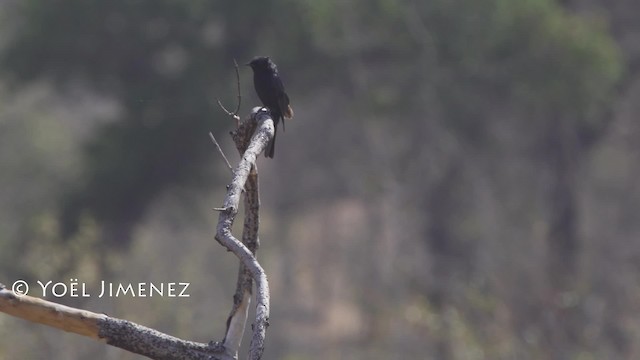 Southern Black-Flycatcher - ML201114601