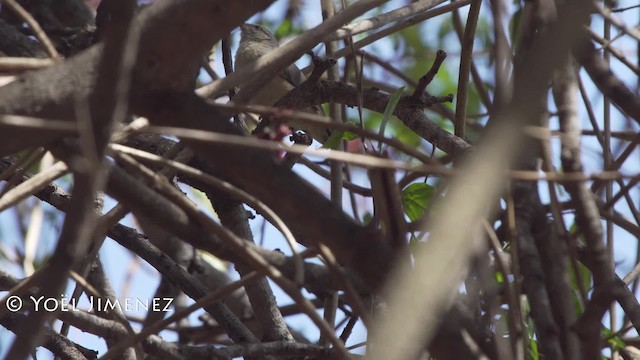 Long-billed Crombec - ML201114611