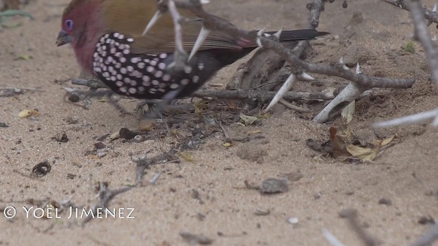 Pink-throated Twinspot - ML201114621