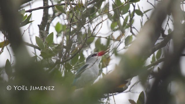 Martin-chasseur des mangroves - ML201114671