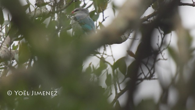 Mangrove Kingfisher - ML201114681