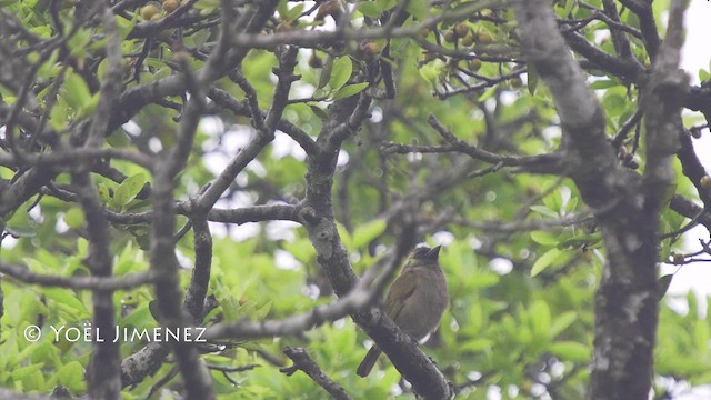 Zeytuni Barbet (woodwardi) - ML201114691