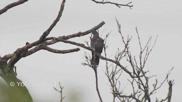 Delegorgue's Pigeon - ML201114701