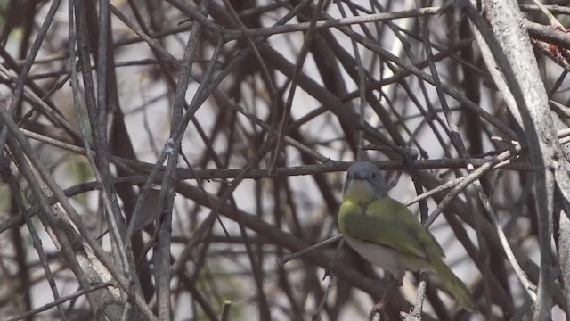 Нікорник жовтоволий [група flavida] - ML201114731