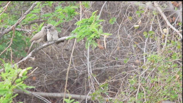 Arrow-marked Babbler - ML201114771