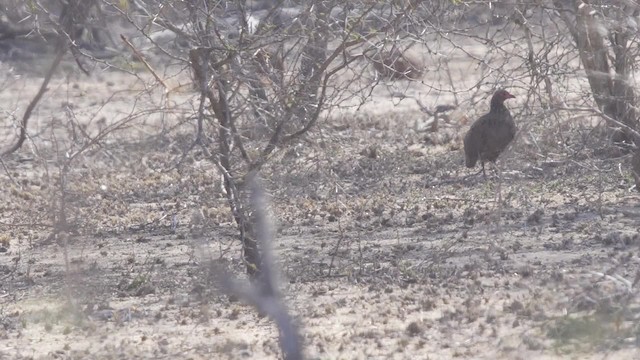 Swainson's Spurfowl - ML201114831