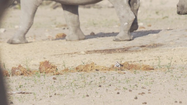 Three-banded Plover (African) - ML201114841