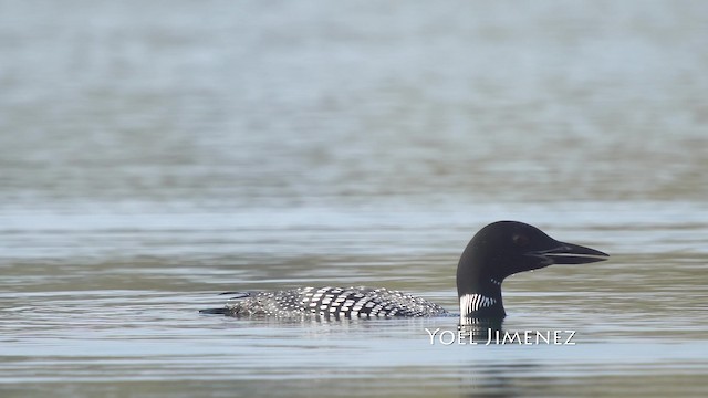 ハシグロアビ - ML201114851