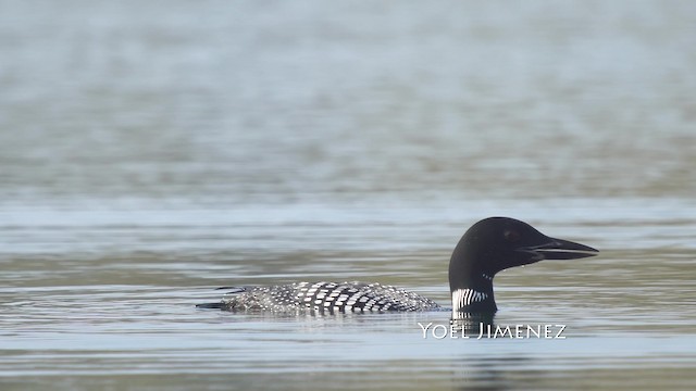 Common Loon - ML201114851