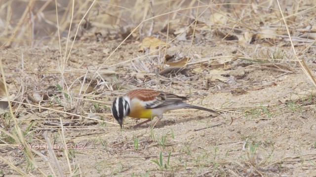 Golden-breasted Bunting - ML201114871