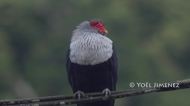 modrouš seychelský - ML201114881