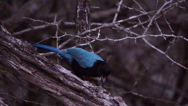 Yucatan Jay - ML201114911