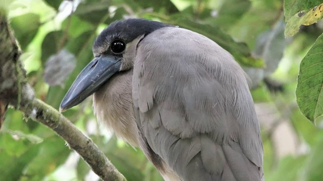 Boat-billed Heron (Northern) - ML201114921