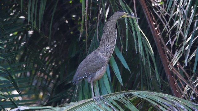 Bare-throated Tiger-Heron - ML201114941