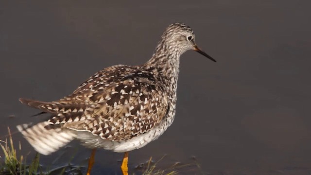 Lesser Yellowlegs - ML201114971