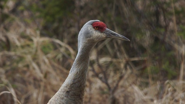 Sandhill Crane (canadensis) - ML201115011