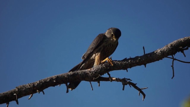 Merlin (suckleyi) - ML201115031