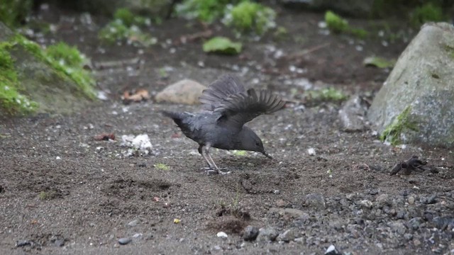 American Dipper (Northern) - ML201115041