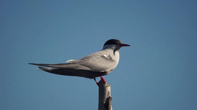 Arctic Tern - ML201115061