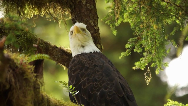 Bald Eagle - ML201115101