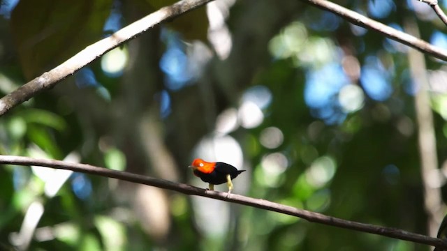 Kırmızı Takkeli Manakin - ML201115121