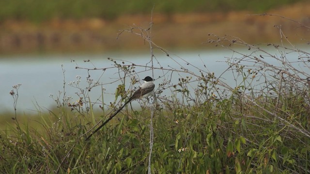 Fork-tailed Flycatcher (monachus) - ML201115171