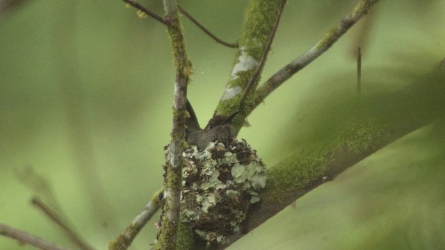 Cuvier Kolibrisi (roberti) - ML201115181