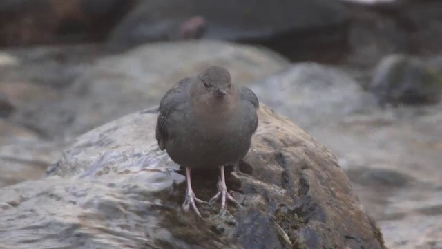 American Dipper (Northern) - ML201115191