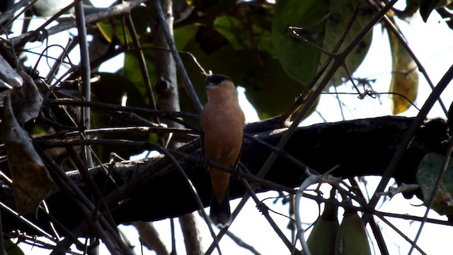 クロアカヒメウソ - ML201115251