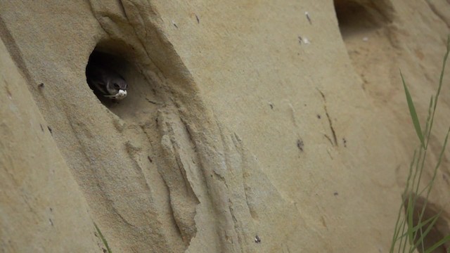 Pale Martin - ML201115271