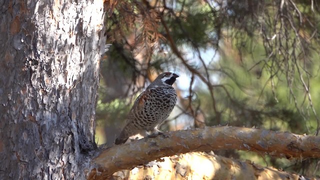 Hazel Grouse - ML201115281