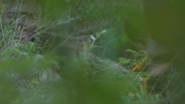 Peregrine Falcon (Eurasian) - ML201115291