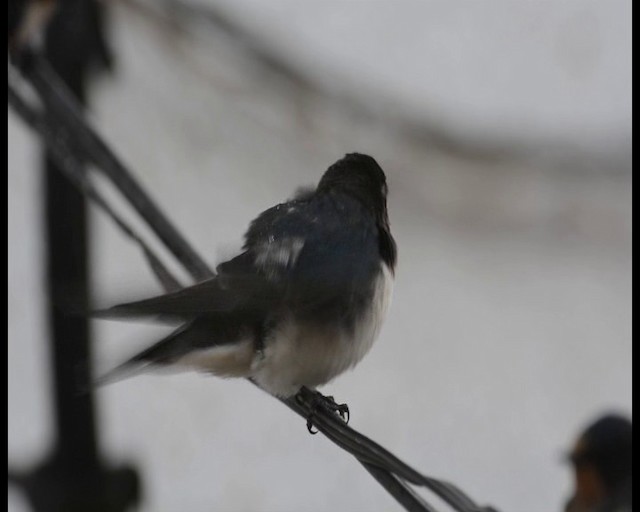 Barn Swallow - ML201115341