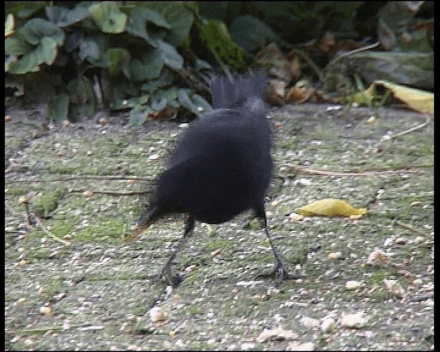 Eurasian Blackbird - ML201115411