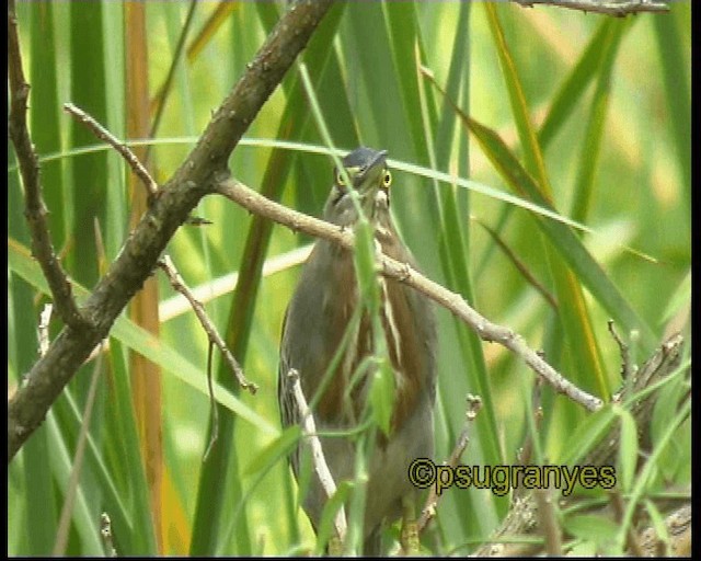 Зелёная цапля (striata) - ML201115681