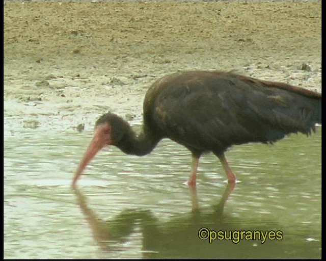 rødmaskeibis - ML201115731