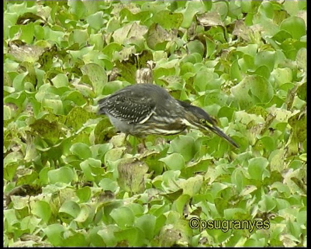 volavka proměnlivá (ssp. striata) - ML201115741