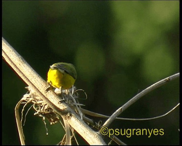 Velvet-fronted Euphonia - ML201115771